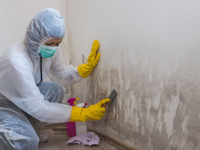 Mold Damage Restoration Services